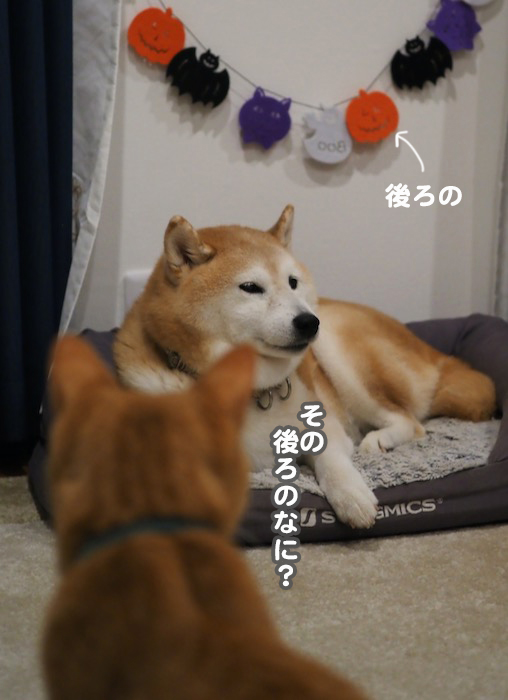 30日夕ブログ２