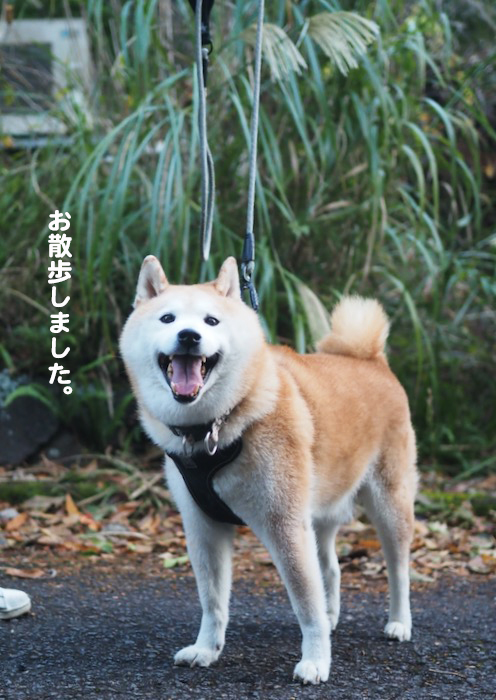 18日夕ブログ４