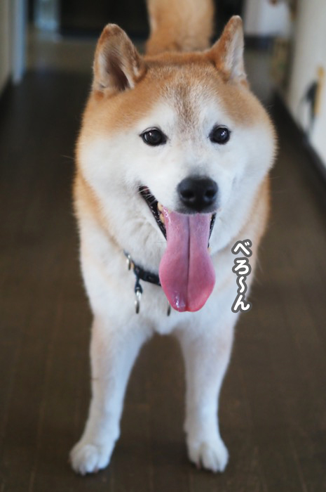 26日夕ブログ５