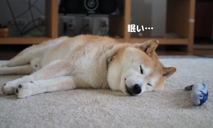 19日夕用２