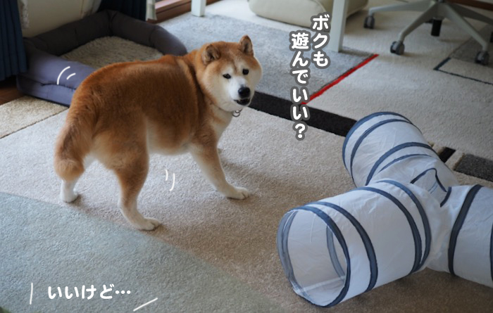 26日夕ブログ３