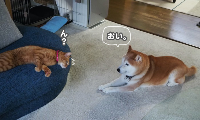26日夕ブログ2