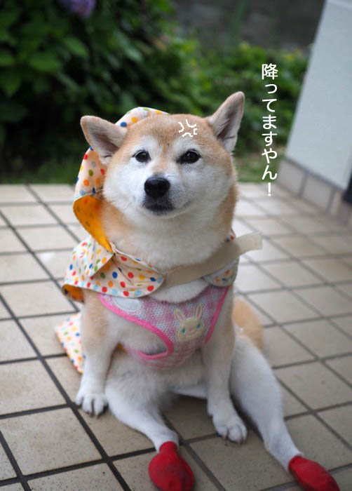19日夕ブログ４
