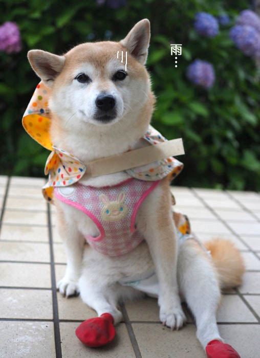 19日夕ブログ３