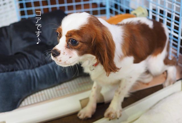 26日ブログ4