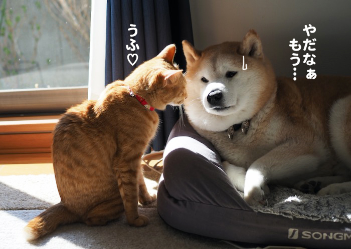 30日夕ブログ7