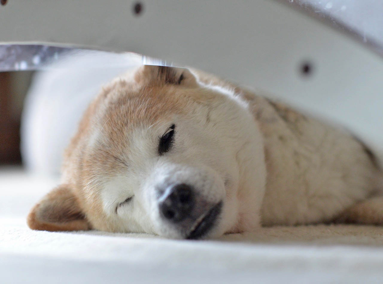 愛犬に 老い を感じる時 湘南凸凹柴wan日記 Powered By ライブドアブログ