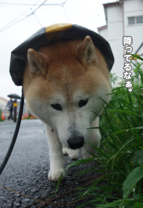 14日夕ブログ３