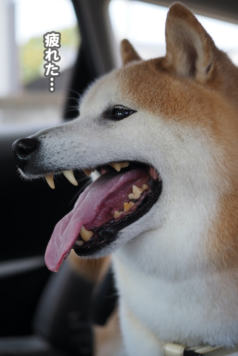 11日夕ブログ９