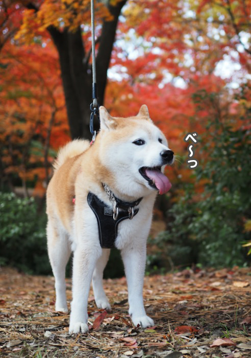 5日夕ブログ３