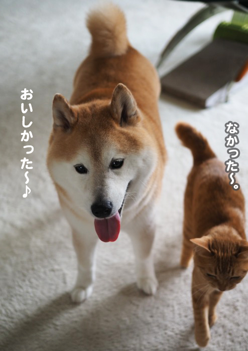 21日夕ブログ7