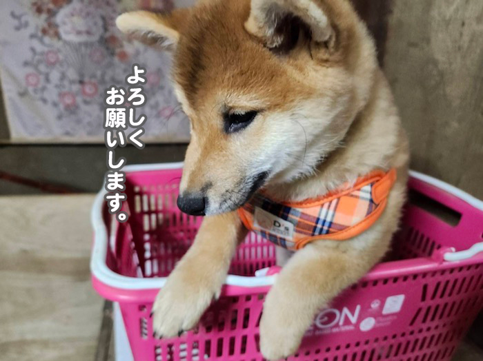 30日夕ブログ３