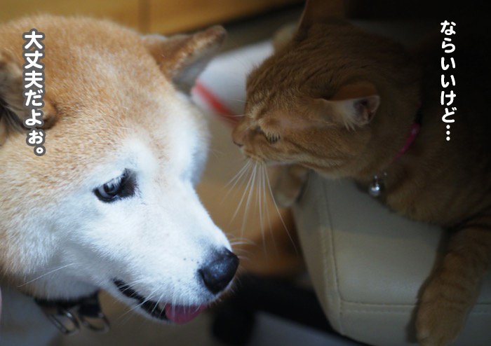 8日夕ブログ７