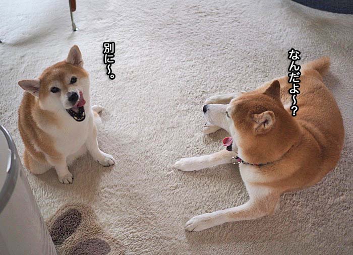 あくび が移る仲 湘南凸凹柴wan日記 Powered By ライブドアブログ あくび が移る仲 湘南凸凹柴wan日記 Powered By ライブドアブログ