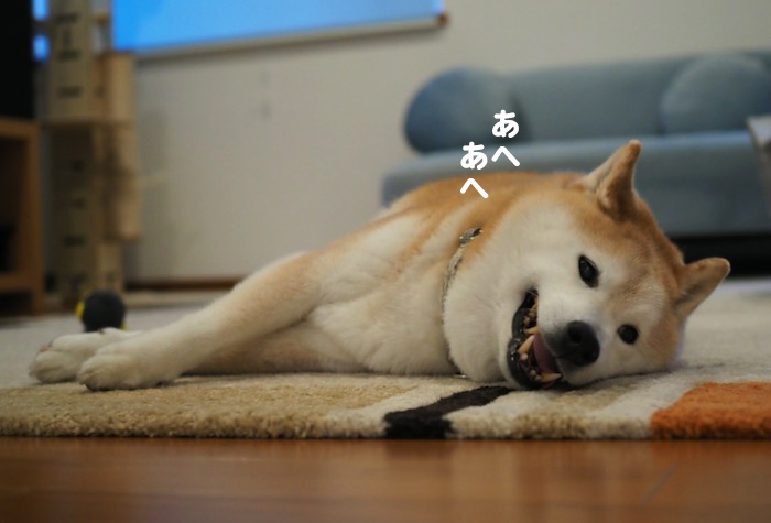 26日夕ブログ4