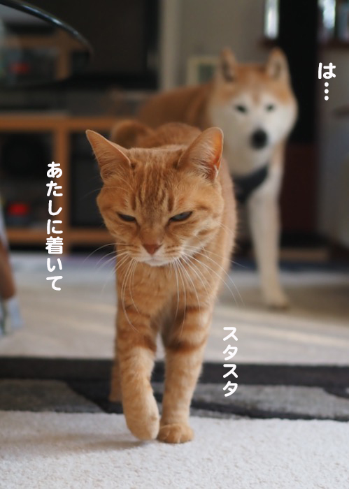 17日夕ブログ４