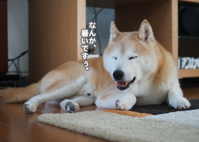 5日夕ブログ３