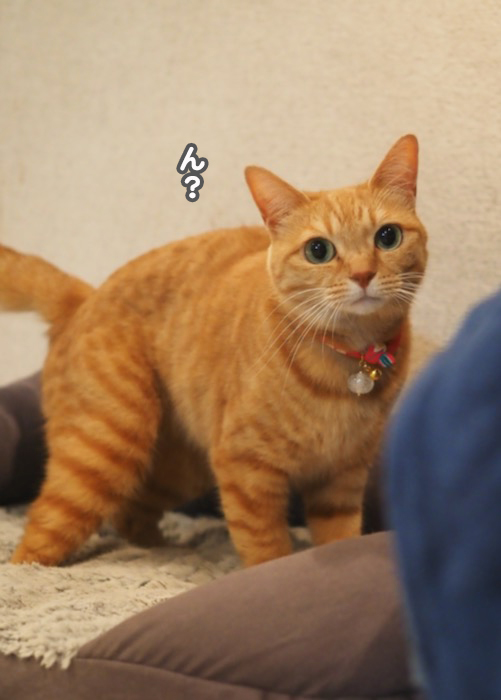 27日夕ブログ７