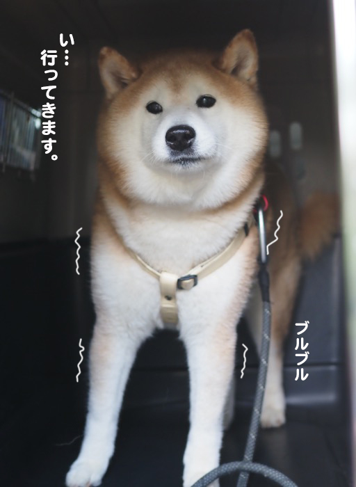 20日夕ブログ１１
