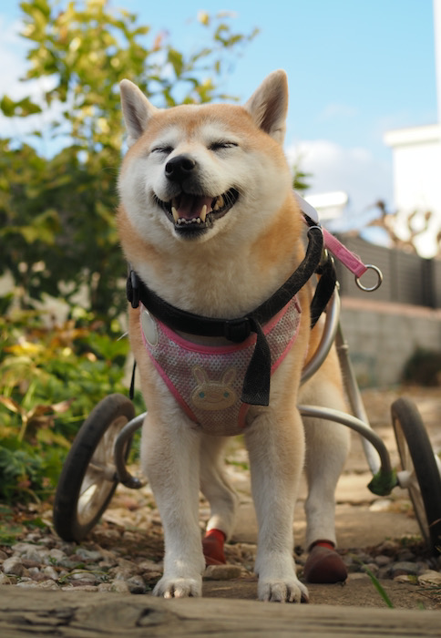 1日用３