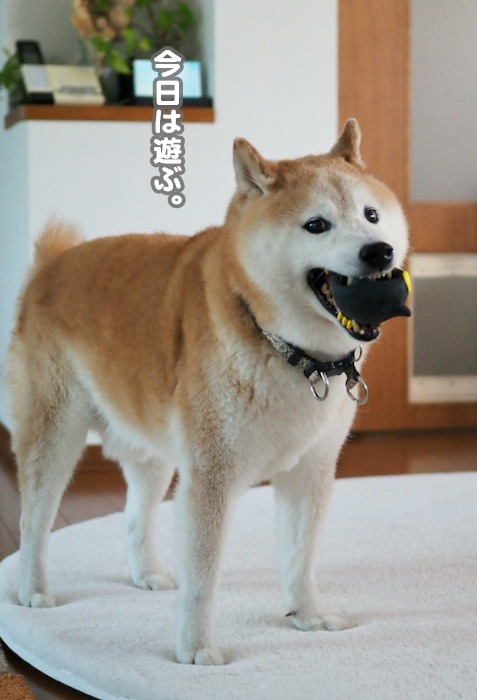 27日夕ブログ２