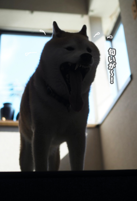 17日夕ブログ3
