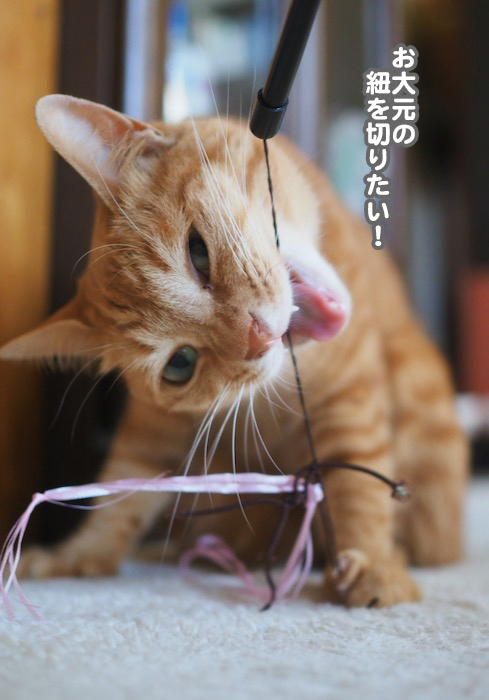 18日夕ブログ７