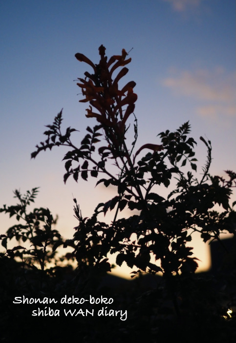 30日夕ブログ１