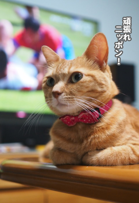 11日夕ブログ５