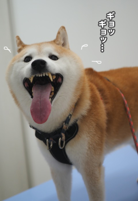 2日夕ブログ８