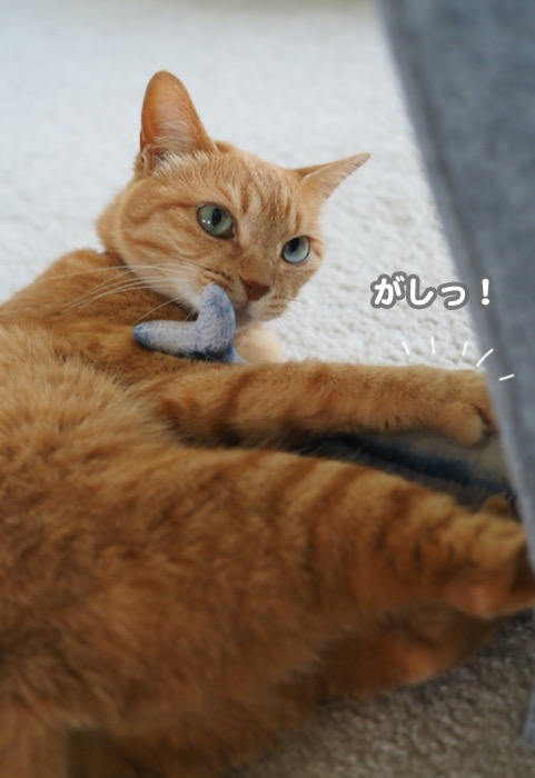 17日夕ブログ７