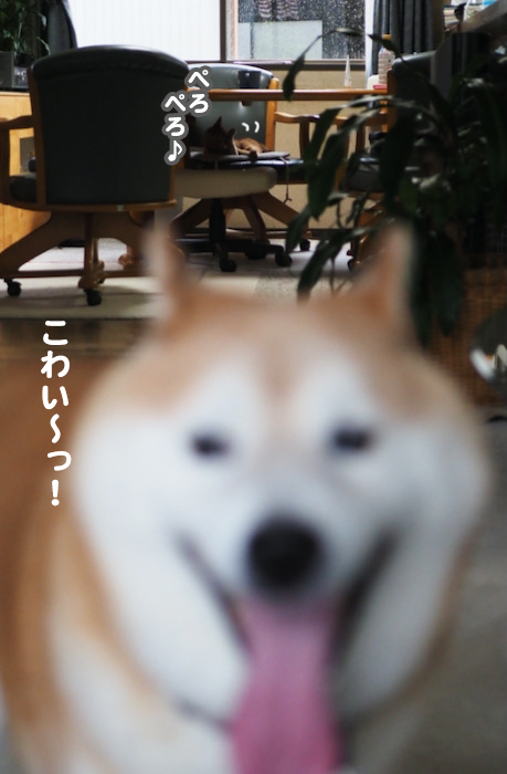 6日夕ブログ６