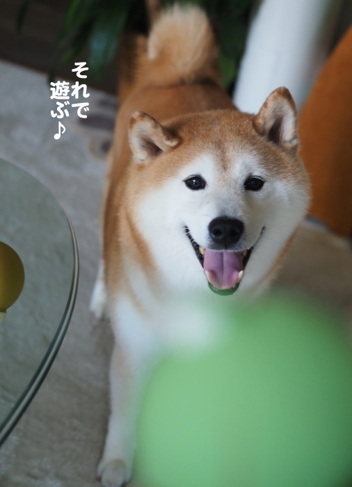 29日夕ブログ3