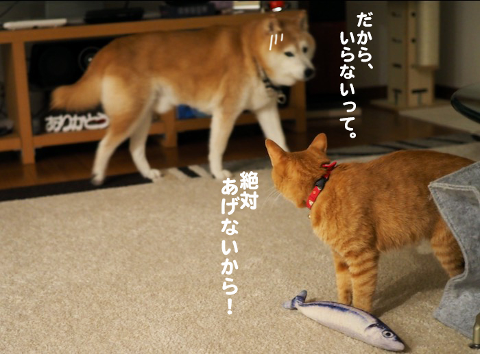 18日夕ブログ６