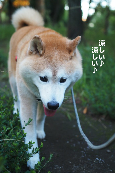 8日夕ブログ４
