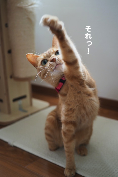 4日夕ブログ８