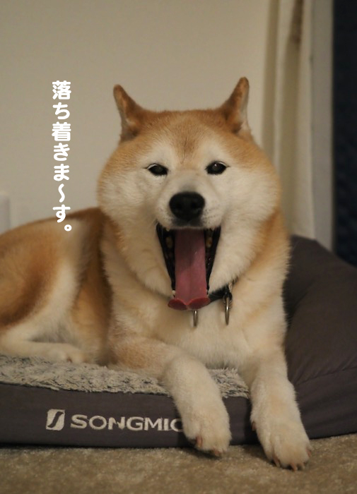 21日夕ブログ７