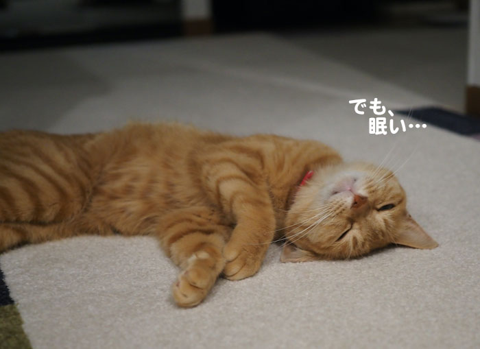 12日夕ブログ３