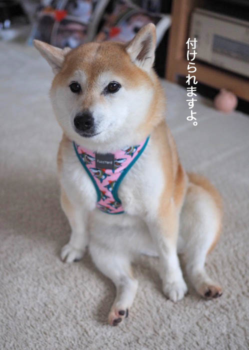 13日午後ブログ６