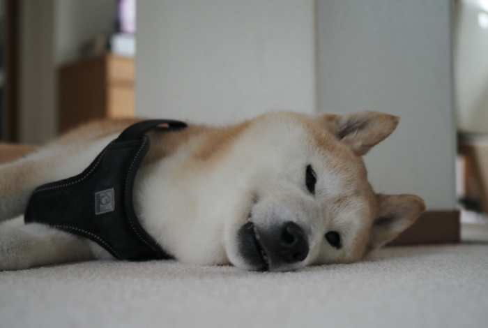 31日夕ブログ８