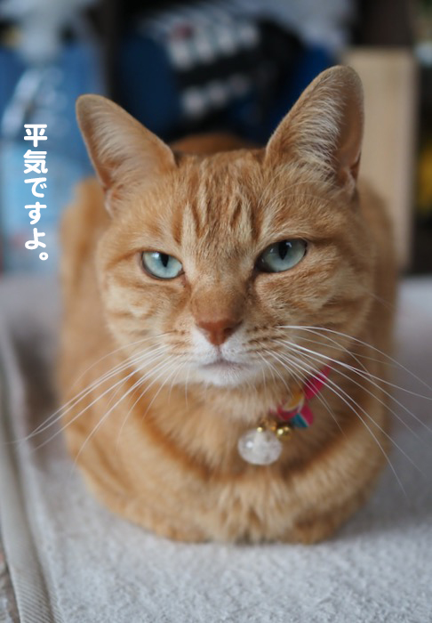 29日夕用ブログ3