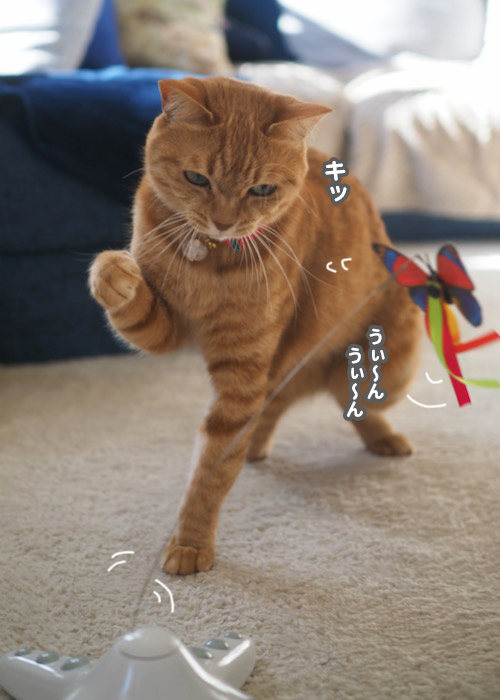 11日夕ブログ２