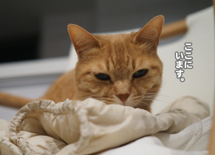 21日夜ブログ６