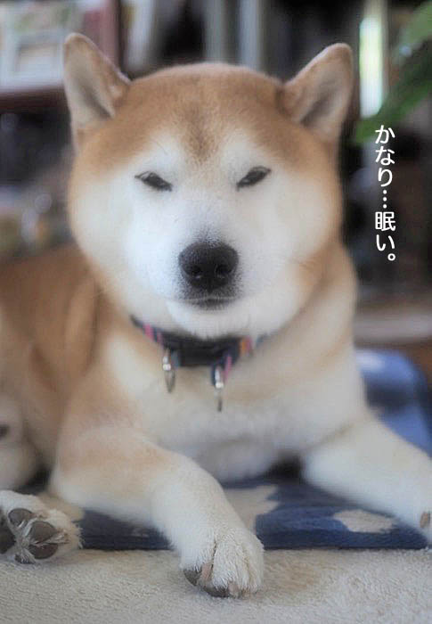 20日午後ブログ４