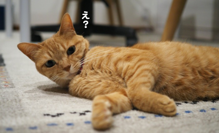 11日夕ブログ３