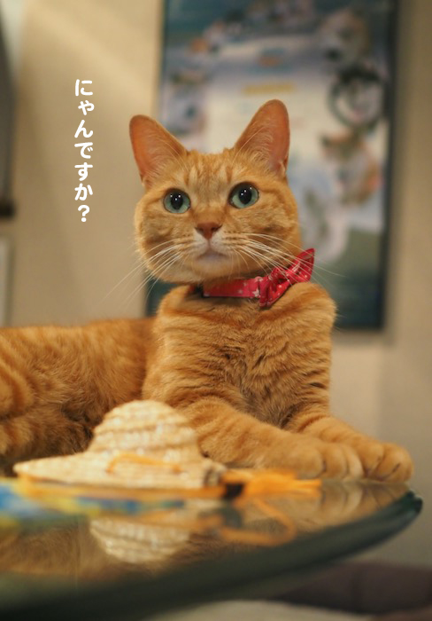 6日夕ブログ２