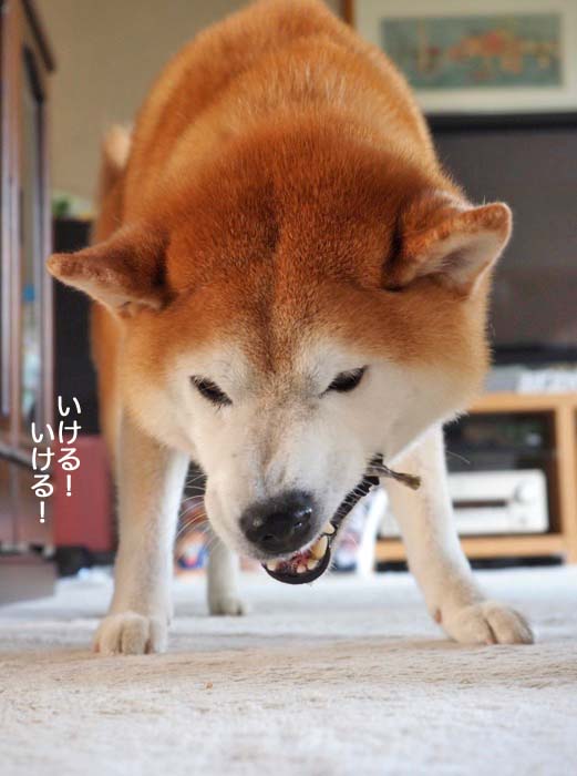 16日夕ブログ１０