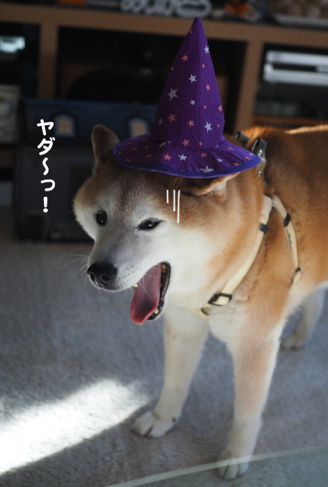 26日ブログ１１