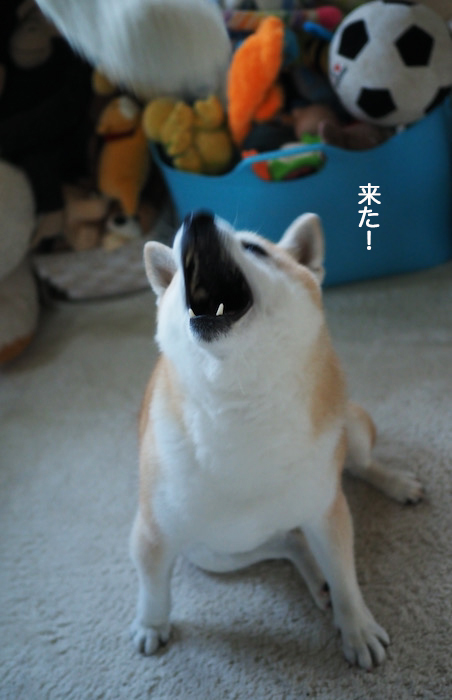 12日ブログ３