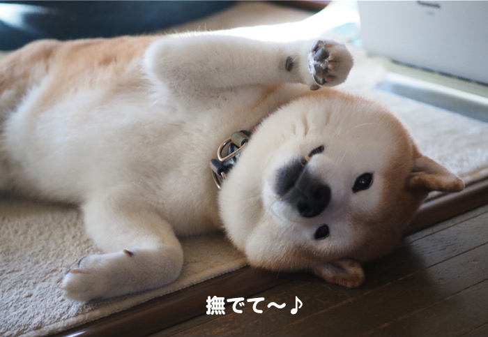 25日夕ブログ５